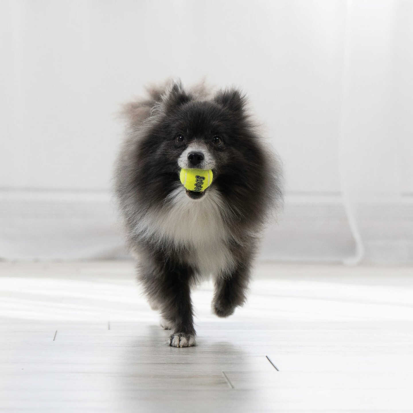 Air Kong Squeaky Extra Small Ball for Toy Breeds Only (3-Pack) Image 2