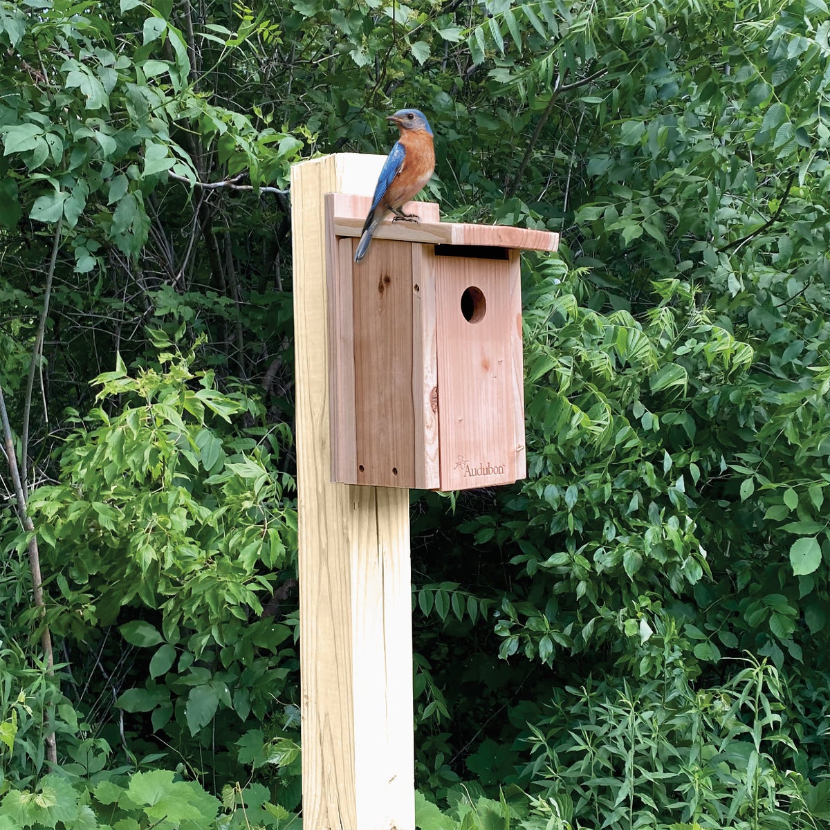 Panacea Cedar Bluebird House Image 2