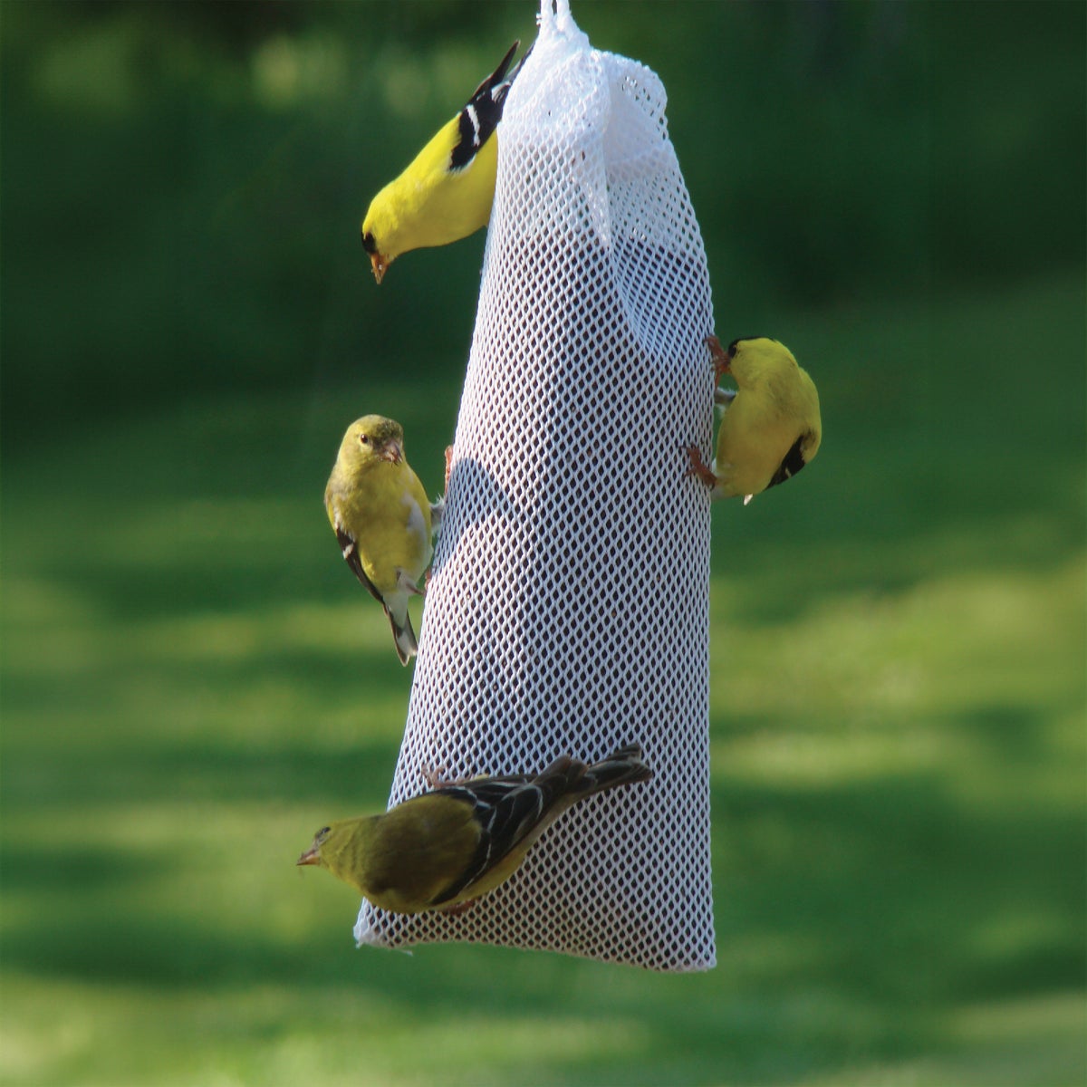Panacea Heavy-Duty Nyjer Thistle Sock Bird Feeder Image 2