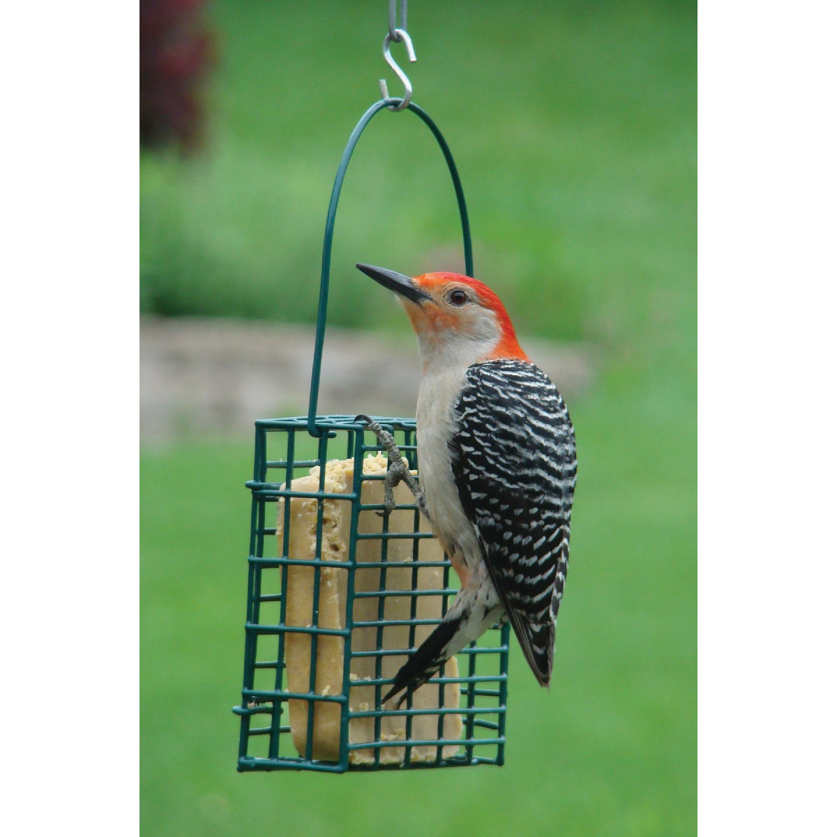 Panacea Single Cage Suet Bird Feeder Image 2